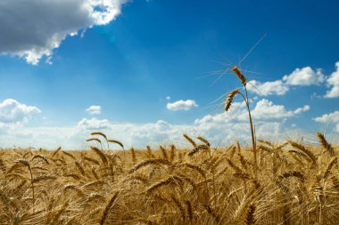 Alan beyaz bulutlar ile mavi gökyüzüne karşı olgun buğday.