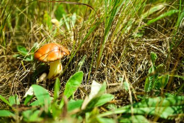 Yeşil çim orman kenarında mantar sarı boletuse.