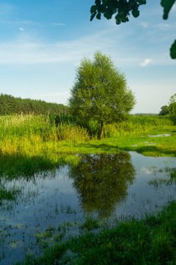 Bir büyük yeşil ağaç ve mavi gökyüzü bulutlu yansıtan nehir su ile güzel manzara.