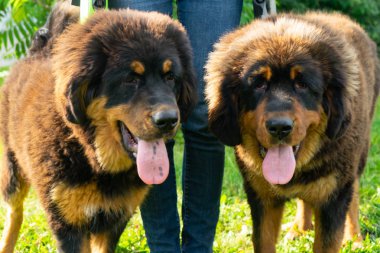 Tibetli Mastiff kukla yeşil çimenlerin üzerinde bir yolda bir çift. Yaz gecesi.