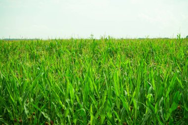 Yeşil Mısır. Mısır tarlası. Çiftlik. Tarımsal üretim. Kopya alanı.