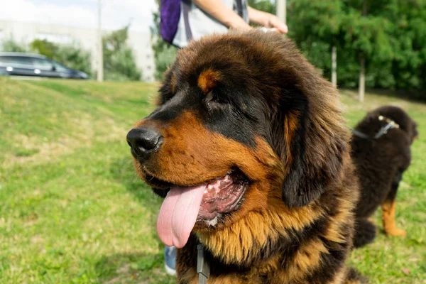 Caminhando Cachorro Mastim Tibetano Parque Verde Noite Verão — Fotografia de Stock