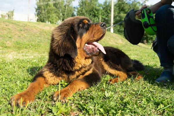 강아지 공원에서 — 스톡 사진