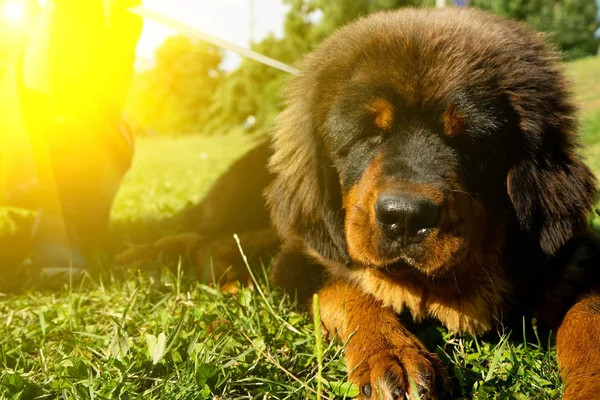 緑豊かな公園を散歩してチベタンマスティフ子犬 夏の夜 — ストック写真