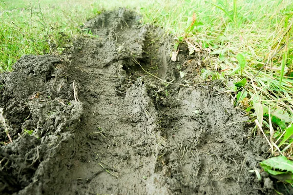 Поле Зеленої Трави Після Дощу Шиномонтажними Коліями Бруді — стокове фото