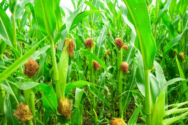 Green Corn Cornfield Farm Agricultural Production Copy Space — Stock Photo, Image