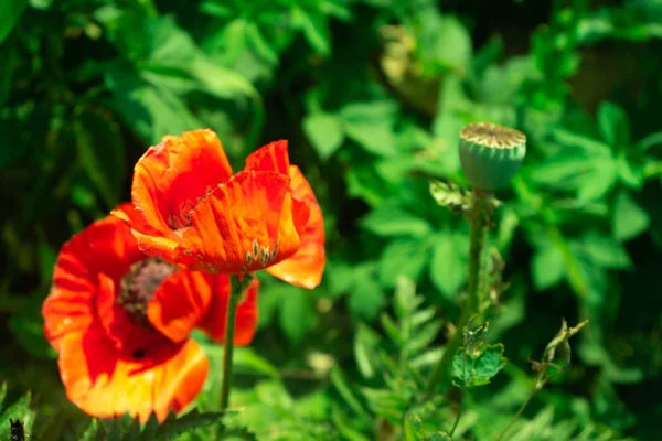 Ανθοφορίας Παπαρούνας Όμορφο Κόκκινο Λουλούδι Mock Πάνω — Φωτογραφία Αρχείου
