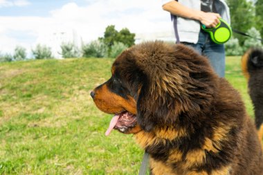 Bir Tibet Mastiff köpek yavrusu yeşil Park'ta yürüyordunuz. Yaz gecesi.