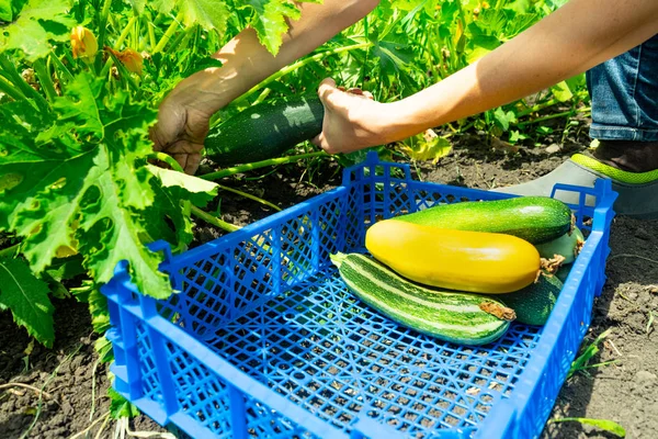 Ragazza Raccolto Giovani Zucchine Piegare Scatola Plastica Blu Letto Zucchine — Foto Stock