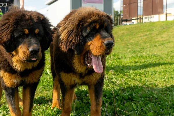 Par Cachorros Mastim Tibetanos Passeio Grama Verde Noite Verão — Fotografia de Stock