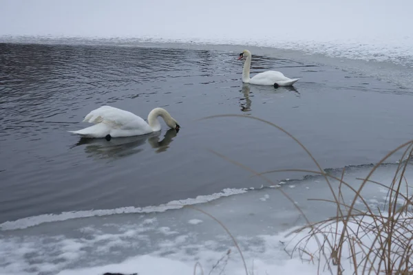 White swans swim in the wormwood on the lake. wilderness