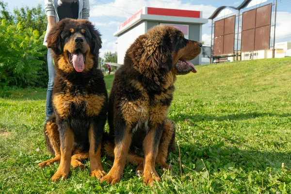 Par Cachorros Mastim Tibetanos Passeio Grama Verde Noite Verão — Fotografia de Stock