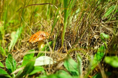 Yeşil çim orman kenarında mantar sarı boletuse.
