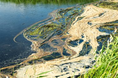 Çevre felaketi Nehri üzerinde. Balık kitle ölümü. Kopyala Yapıştır