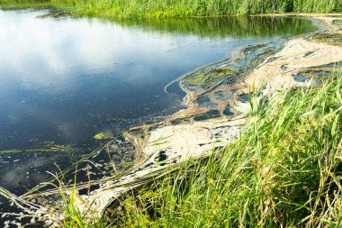 Çevre felaketi Nehri üzerinde. Balık kitle ölümü. Kopyala Yapıştır