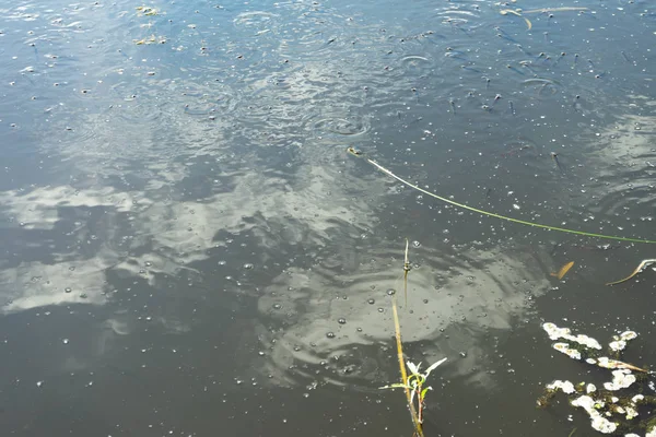 Catastrophe Environnementale Sur Rivière Mort Massive Poissons Copier Coller — Photo