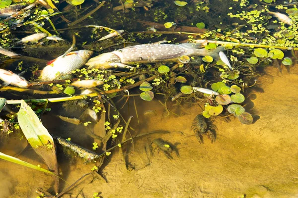 Οικολογική Καταστροφή Στον Ποταμό Μαζικό Θάνατο Των Ψαριών Αντιγραφή Και — Φωτογραφία Αρχείου