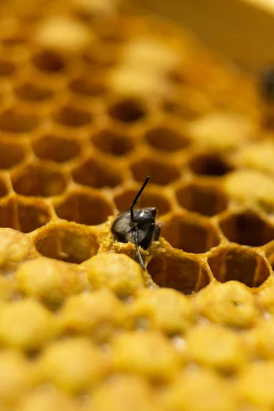 The birth of a young bee. The bee was born and comes out of the honeycomb.