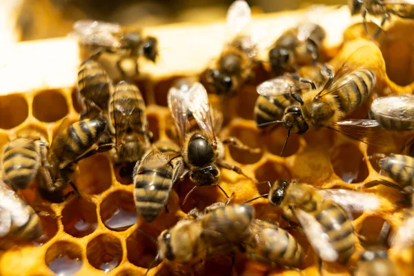 Včely na honeycomb s medem. Včely dělnice těsnění plástev. — Stock fotografie
