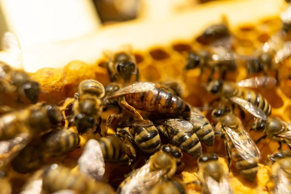 Včelí královna a včely na honeycomb detail. — Stock fotografie