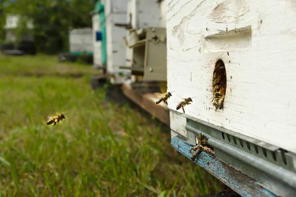 Včely Létají Úlu Přenášejí Pyl Jeden Druhém Letních Dnech Kopírovat — Stock fotografie