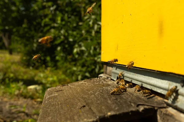 ハイブに飛ぶし 夏の日の他の後一つ花粉を運ぶ コピー ペースト — ストック写真