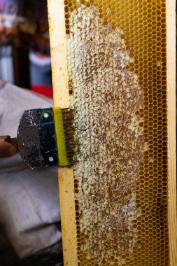 Peteğin çıktısını, açılış için aracı peteğin. Kopyala Yapıştır