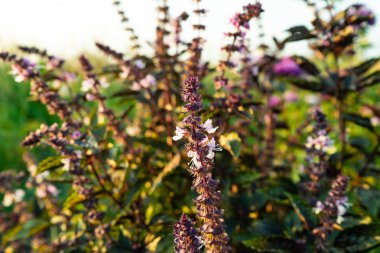 Limon fesleğen ağarmış fesleğen kıllı fesleğen ağacı ve tohum