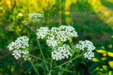 Achillea millefolium veya civanperçemi beyaz çiçek yeşil yaprakları ile