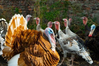 Bir sürü yerli kuşlar, Evcil hayvan çiftliği. Kopyala Yapıştır.