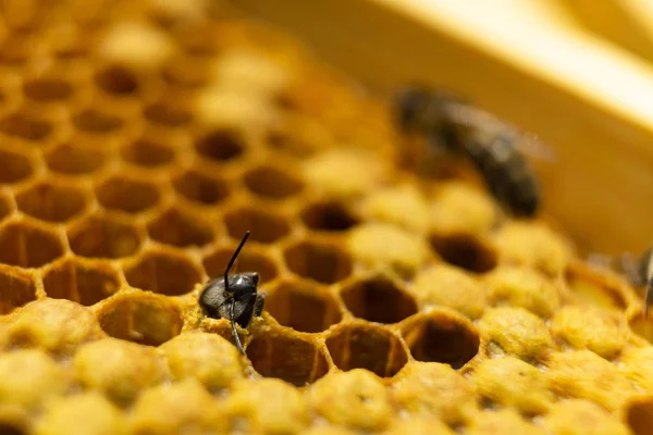 Zrození mladých včel. Bee se narodil a vyjde plástev. — Stock fotografie