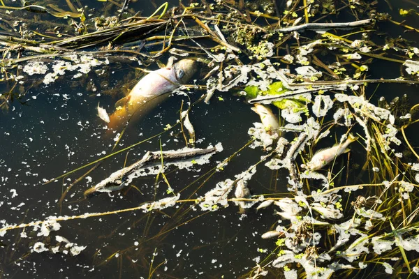 Desastre ambiental no rio. Morte em massa de peixes . — Fotografia de Stock