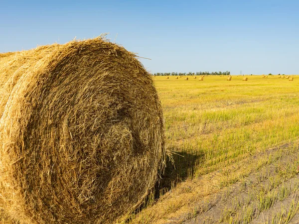 Campo Agrícola Manojos Redondos Hierba Seca Campo Contra Cielo Azul — Foto de Stock