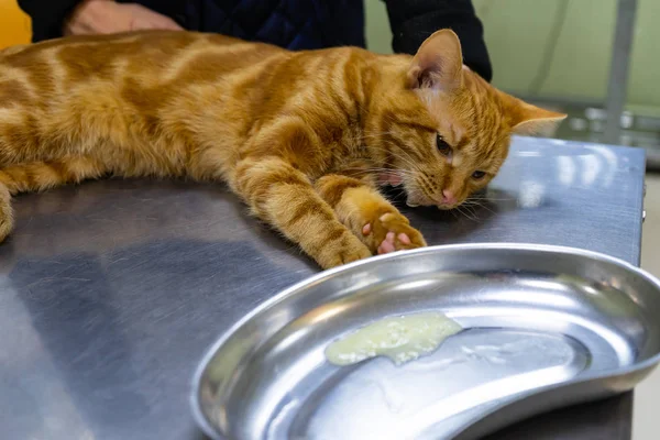 Chat Rouge Sous Anesthésie Sur Une Table Métal Chez Vétérinaire — Photo