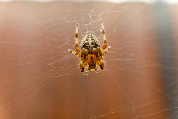 Nahaufnahme einer Spinne in der Mitte seines Netzes. — Stockfoto