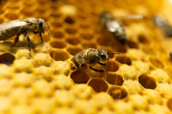 Народження молодої бджоли. Бджола народилася і виходить з медоносця . — стокове фото