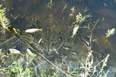 Çevre felaketi Nehri üzerinde. Balık kitle ölümü. Kopyala Yapıştır