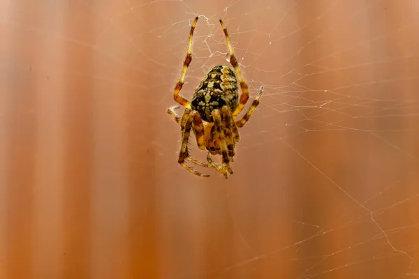 Close Van Een Spin Het Midden Van Zijn Web — Stockfoto