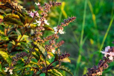 Limon fesleğen ağarmış fesleğen kıllı fesleğen ağacı ve tohum. Yakın çekim