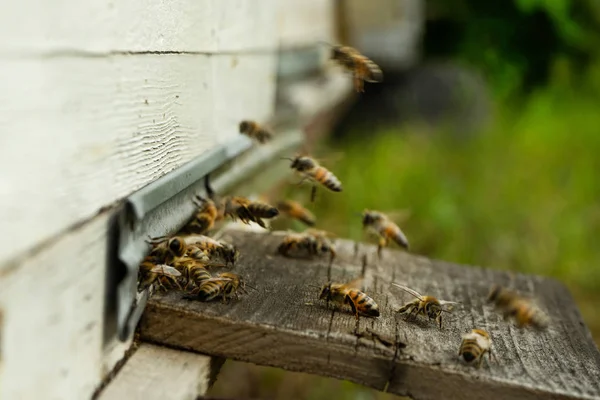 ハイブに飛ぶし 夏の日の他の後一つ花粉を運ぶ コピー ペースト — ストック写真