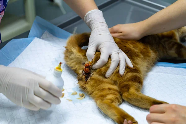 Vet performs surgery to sterilize a red cat.