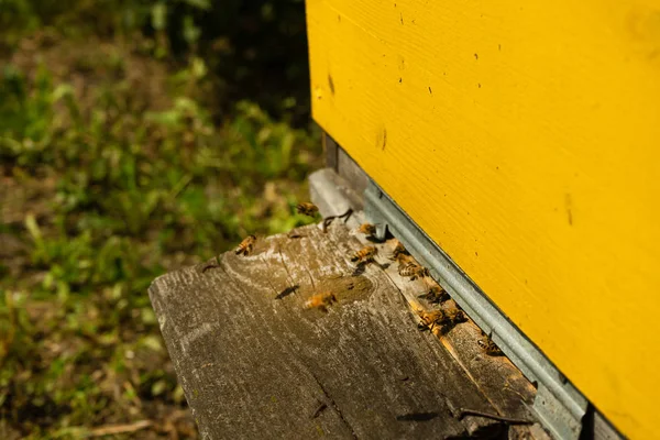 Méhek a kaptárban repülni, és szállítják a virágport, egy nyári nap egymás után — Stock Fotó