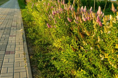 Çiçek açan willow alanlara, alanlara salicifolia, Hedge patika boyunca