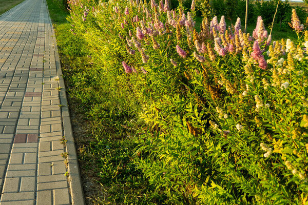 Цветущие ивы Spiraea, Spiraea salicifolia, Hedge along the footpath
