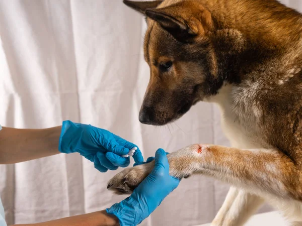 El veterinario trata la herida en la pata del perro. Los perros de tratamiento tienen el veterinario . —  Fotos de Stock