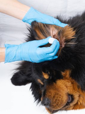 Tıp hasta bir köpek kulak damlayan veteriner Doktor. Tedavi Köpekler veteriner var.