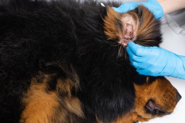 Veteriner Doktor kulakları pamuk sopa hasta köpek temizler. Tedavi Köpekler veteriner var.