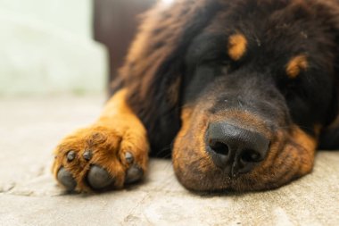 Köpek yavrusu Tibetli Mastiff yorucu bir yürüyüşten sonra dinlenme. Köpek portre