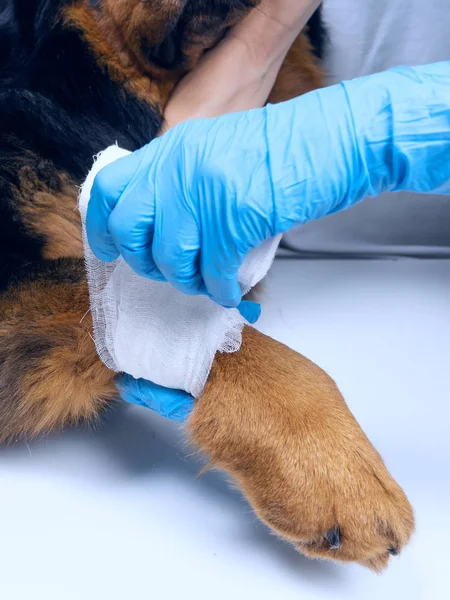 The vet bandages the wound on the dog's paw. Treatment dogs have the vet.
