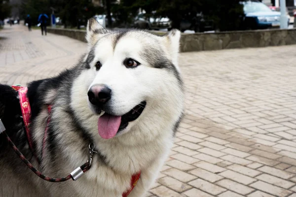 Piękny portret psa. Siberian Laika. Piękne husky. Pies jest najlepszym przyjacielem człowieka. — Zdjęcie stockowe